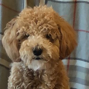 Meet your Posher, Anna